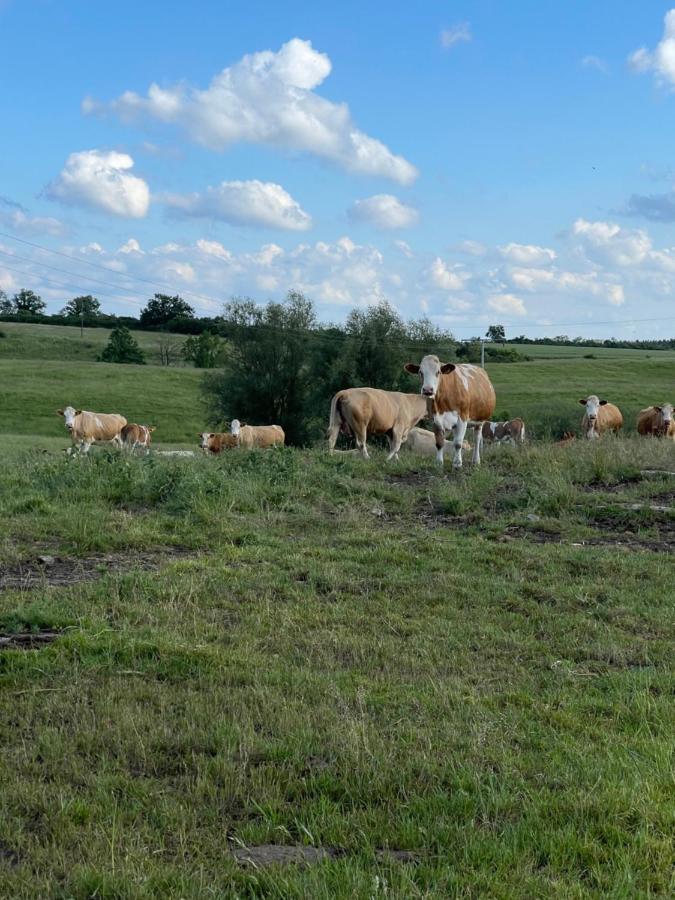 Naturnahes, Neu Moebl.Apartment, Hundefreundlich Neu Gaarz Eksteriør bilde