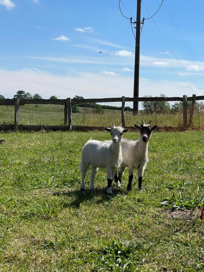 Naturnahes, Neu Moebl.Apartment, Hundefreundlich Neu Gaarz Eksteriør bilde